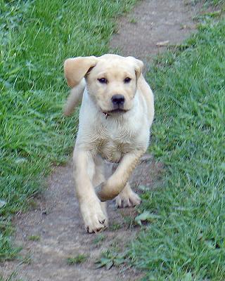 yellow labrador puppies for sale. hair yellow lab puppies for